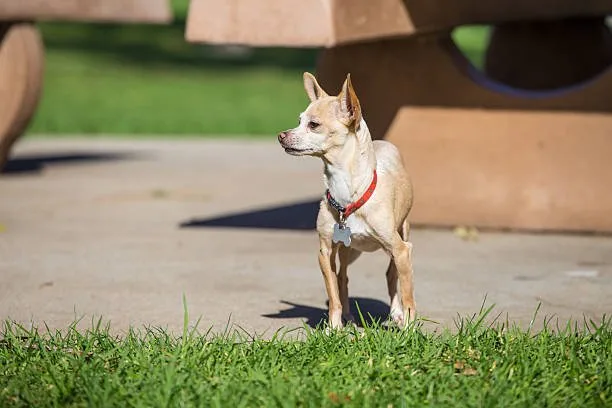 pit mix chihuahua Training and Socializing Your Miniature Pitbull Chihuahua