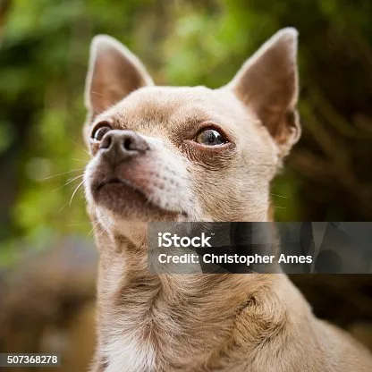 pit mix chihuahua Adoption and Finding the Right Match