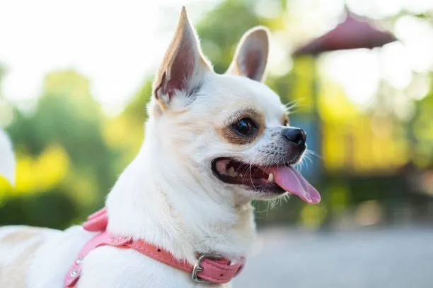 pit mix chihuahua Maintenance and Grooming