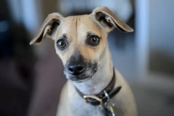 pit mix chihuahua Health Considerations