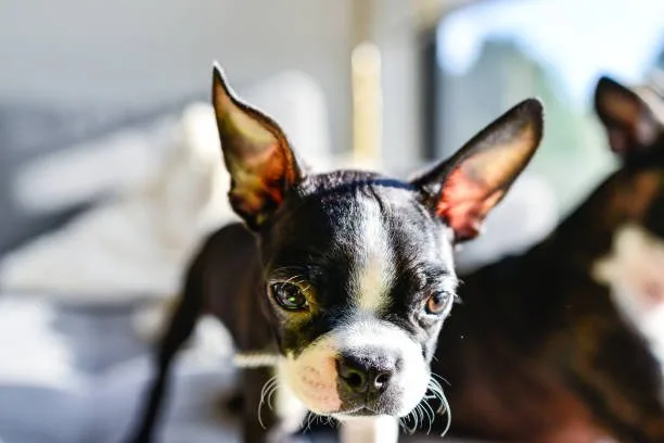 pit mix chihuahua Suitability for Apartment Living