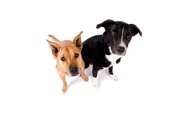  pit mix with chihuahua Dietary Considerations