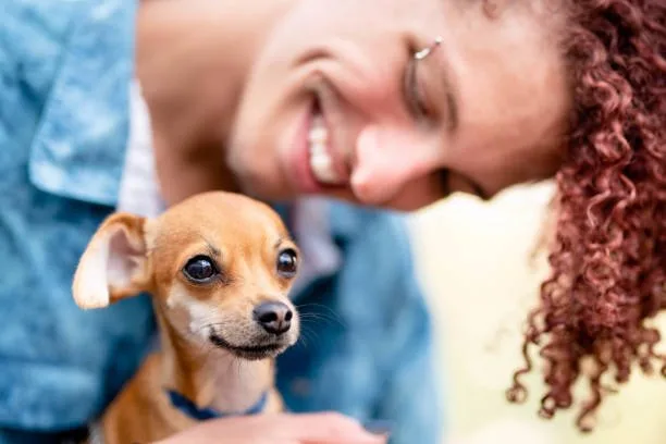  pit mix with chihuahua Health and Lifestyle: Managing the Wellness of Mixed Breed Dogs