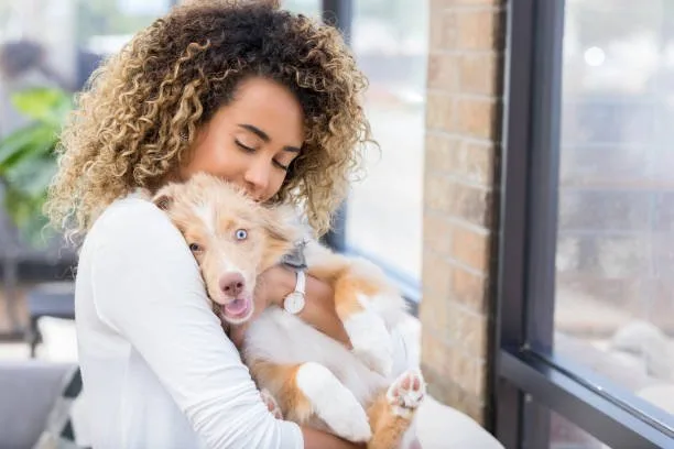  pit mixed with chihuahua Adoption and Rescue Options