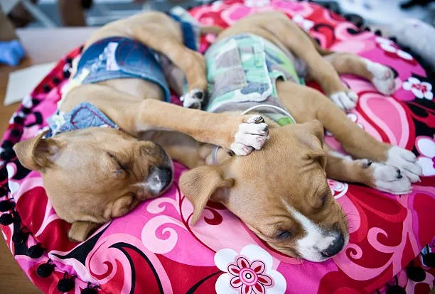  pitbull and chihuahua mix puppies Cheers Elegant