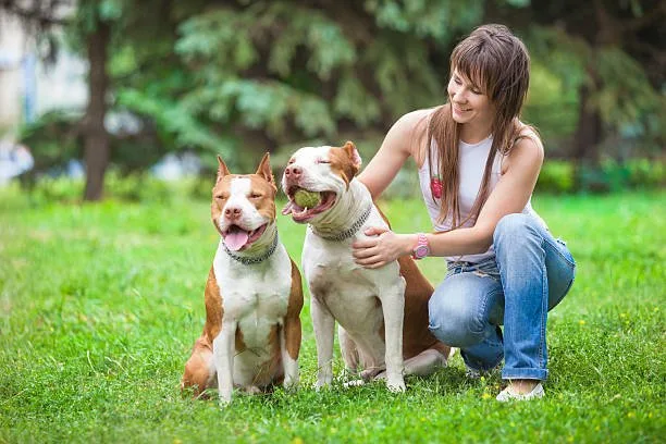  pitbull chihuahua mix breeders Enjoy Exquisite