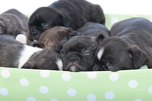  pitbull chihuahua mix puppies Discover Flavorful