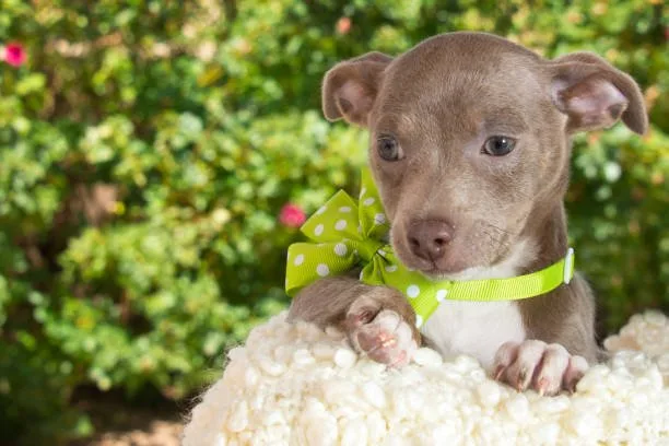  pitbull chihuahua mix puppy Explore Well-crafted
