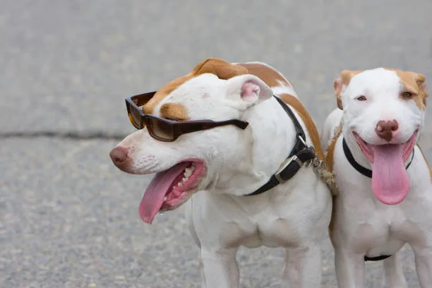 pitbull lab chihuahua mix Exercise Needs