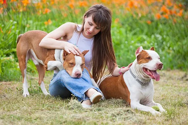 pitbull mix with chihuahua puppy Savor Smooth