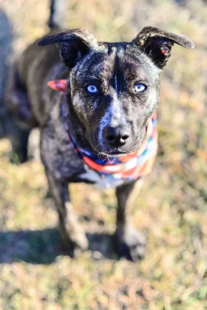 pitbull rottweiler chihuahua mix Socialization and Training: Building a Well-Balanced Companion