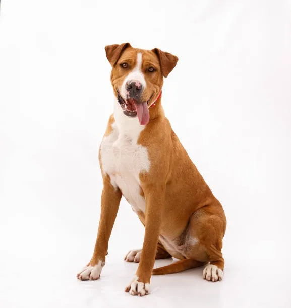 pitbull rottweiler chihuahua mix Health Considerations