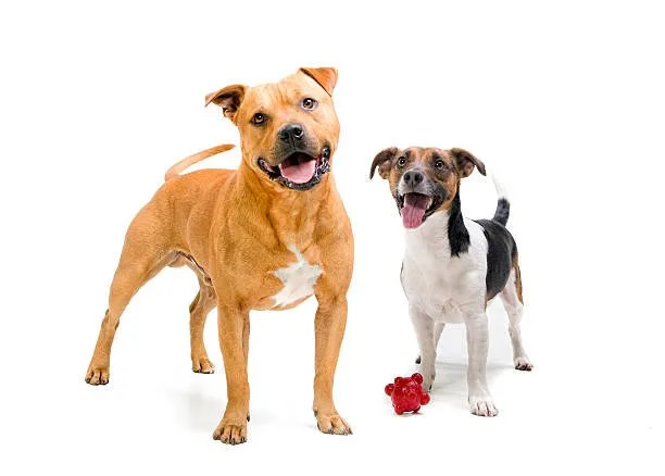 pitbull rottweiler chihuahua mix Life Span and Aging