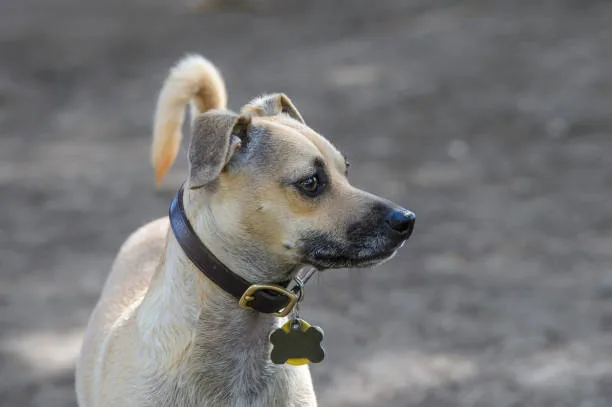 pitbull rottweiler chihuahua mix Temperament and Behavior
