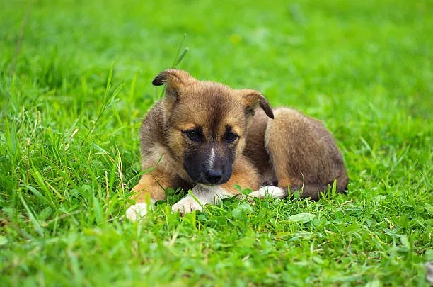 pitbull rottweiler chihuahua mix Adoption Considerations