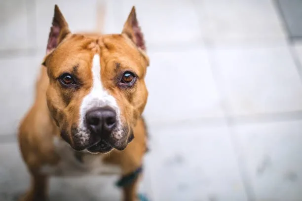 pitbull rottweiler chihuahua mix Exercise Needs