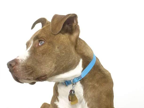 pitbull rottweiler chihuahua mix A Guide to the Unique Care Requirements of Multi-Breed Dogs