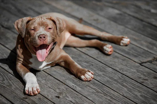 pitbull rottweiler chihuahua mix The Joy of Owning a Mix Breed Dog