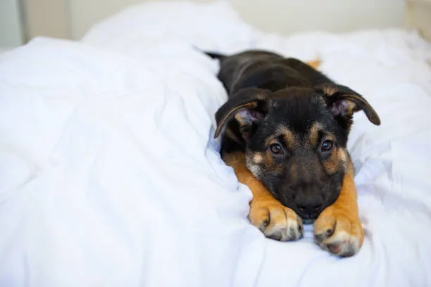 pitbull rottweiler chihuahua mix Grooming and Care