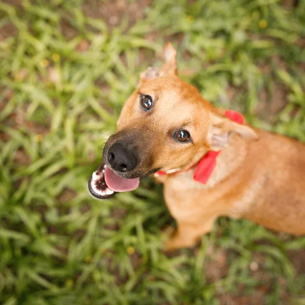pitbull rottweiler chihuahua mix Training Requirements