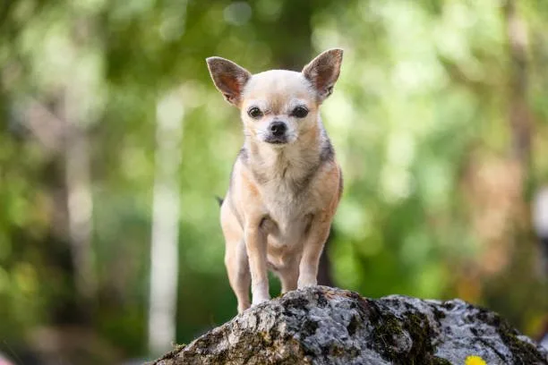  pomchi papillon chihuahua mix Grooming and Care Essentials