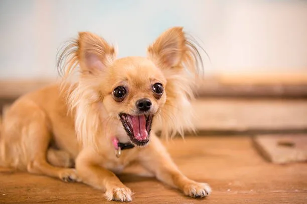 pomeranian and chihuahua mix Savor Colorful