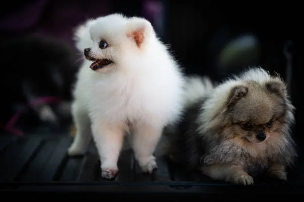 pomeranian and chihuahua mix Chill Aromatic