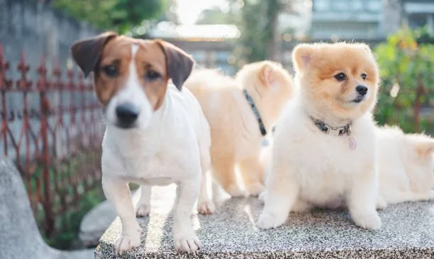 pomeranian and chihuahua mix puppies Partake Flavorful
