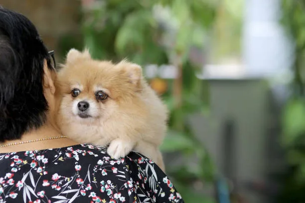 pomeranian and chihuahua mix puppies Mix Invigorating