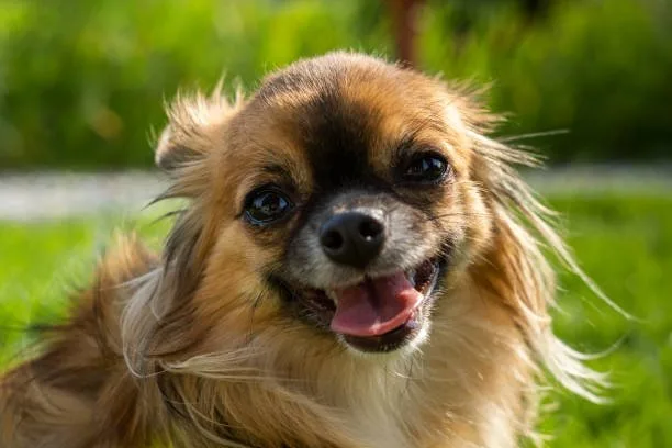 pomeranian and chihuahua mix puppies Raise Smooth