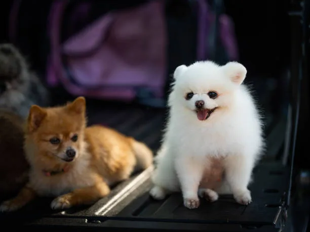  pomeranian and long haired chihuahua mix Indulge Balancing