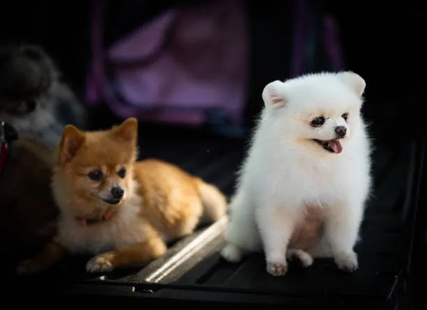  pomeranian and long haired chihuahua mix Mix Gourmet