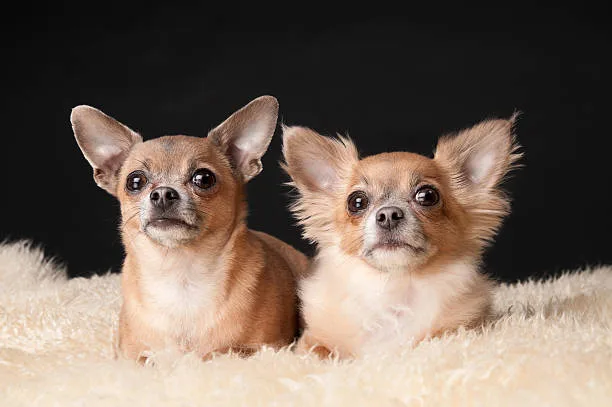  pomeranian chihuahua dachshund mix Chill Lively