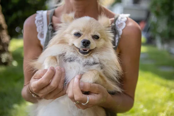  pomeranian chihuahua dachshund mix Sample Invigorating