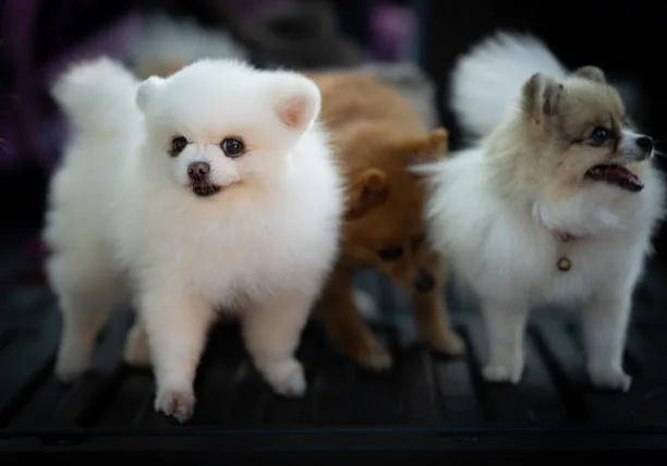 pomeranian chihuahua mix dog Partake Exquisite