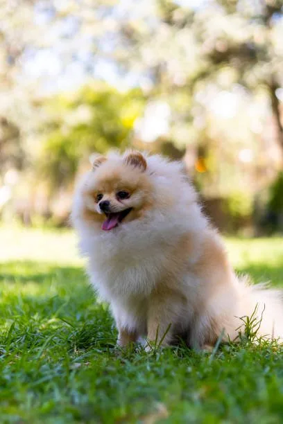 pomeranian chihuahua mix dog Sample Chilled