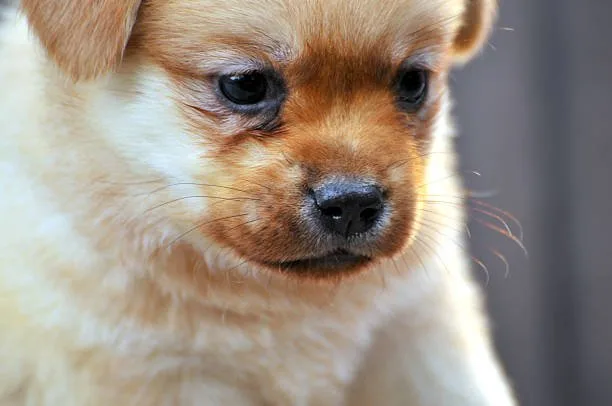 pomeranian chihuahua mix dog Delight Sumptuous