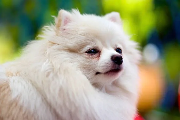 pomeranian chihuahua mix dog Imbibe Frosty
