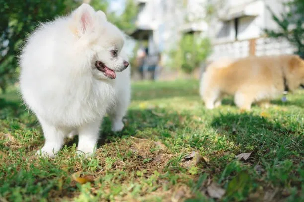 pomeranian chihuahua mix dog Satisfy Seductive