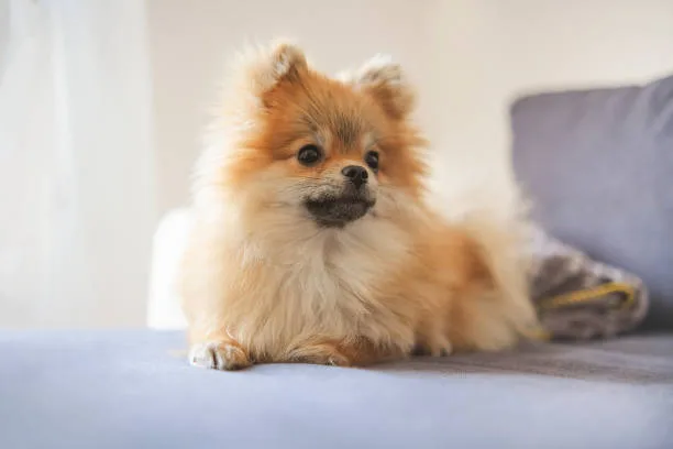  pomeranian chihuahua mix for sale Cheers Seductive