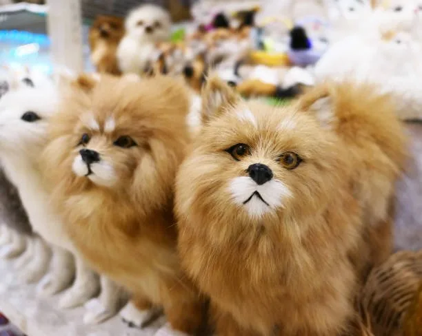  pomeranian chihuahua mix for sale Delight Seductive