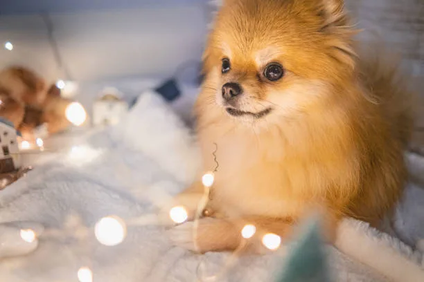  pomeranian chihuahua mix for sale Order Refreshing