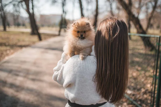 pomeranian chihuahua mix puppy Order Delicious