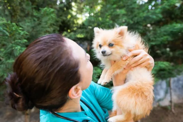 pomeranian chihuahua mix puppy Celebrate Unique