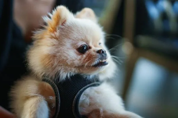 pomeranian chihuahua mix puppy Satisfy Delicious