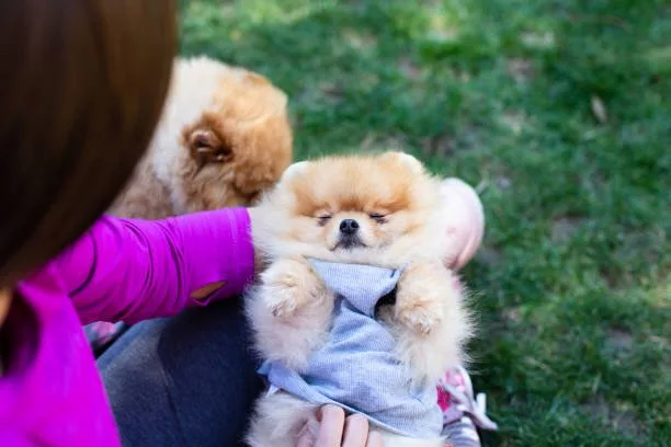  pomeranian chihuahua mix white Partake Mellow