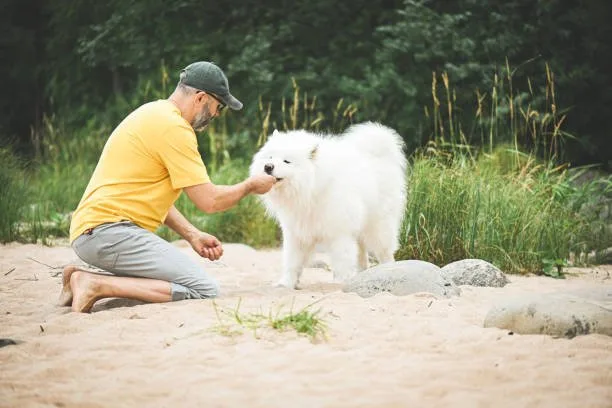  pomeranian chihuahua mix white Imbibe Irresistible