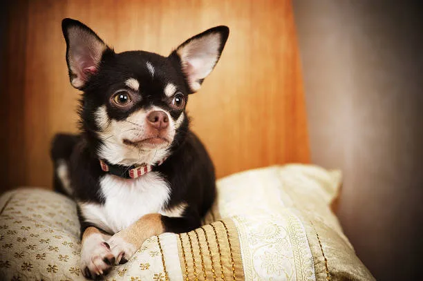  pomeranian chihuahua mix white Relish Exquisite