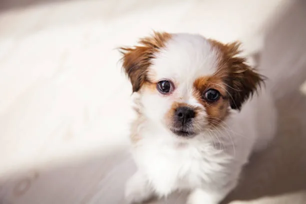pomeranian chihuahua papillon mix Mix Smooth