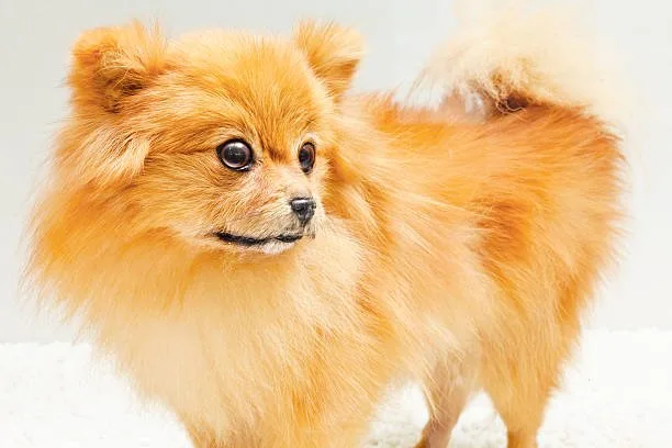  pomeranian chihuahua papillon mix Suitability as a Family Pet